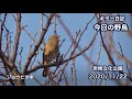 ギター日記　今日の野鳥　・　岩槻文化公園　2020年11月22日