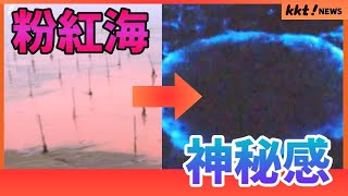 【自然的神秘】天草海域變成粉紅色 夜晚神秘藍光的原因是？￨ KKT NEWS @KKTNEWS.TAIWAN