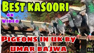 Best kasoori pigeons in uk by umar bajwa#rozersandhu#kasooripigeons#pakistanipigeons#indianpigeon