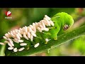 বুদ্ধিমান গাছ প্রকৃতির বিস্ময় । the secret language of trees.