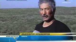 Ірі шаруалар жұмыссыздарға көмектесуде