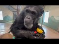 Simple Saturday at the Chimpanzee Sanctuary!