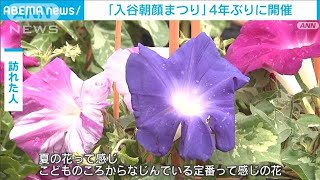 夏の訪れを…「入谷朝顔まつり」4年ぶりに再開(2023年7月6日)