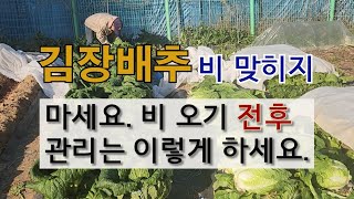 김장 배추 비 맞히지 마세요. 비 오기 전후 관리는 이렇게 하세요. 김장 배추 수확하기. 김장 배추 비 오기 전후 관리 방법.