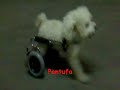 dog locomotion pantufa