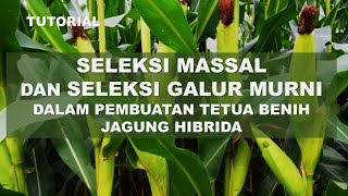 TUTORIAL Seleksi Massal \u0026 Seleksi galur Murni dlm teknis pembuatan tetua jagung hibrida