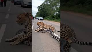 Cheetah with python on the road # cheetah #python #shorts