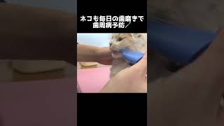 子猫の歯磨き #shorts #スコティッシュフォールド #垂れ耳 #子猫の成長記録