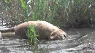 アイン村　2012.8.1　ヒヨ　ユホ アロ goldenretriever