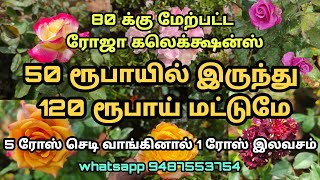 5 ரோஸ் செடிக்கு மேல் வாங்கும் அனைவருக்கும் ஒரு ரோஸ் செடி இலவசமாக கிடைக்கும்|80+ varieties #msvgarden