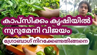 ഗ്രോബാഗ് ഇങ്ങനെ നിറക്കു..കാപ്സിക്കം കൃഷിയിൽ നൂറുമേനി വിജയം /capsicum/How to grow capsicum plant