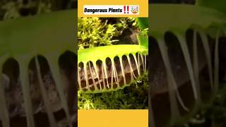 Dangerous Plants‼️🤯 ഈ ചെടികളെ ഒരിക്കലും തൊടരുത്‼️🌱 #youtubeshorts #shorts