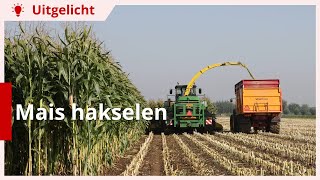 Uitgelicht | Mais hakselen: tips en tricks