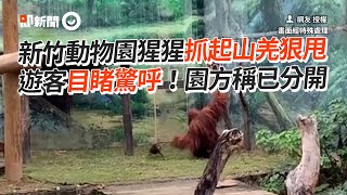 新竹動物園猩猩抓山羌狠甩　遊客目睹驚呼！園方：已分開｜紅毛猩猩｜混群｜野生動物