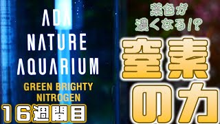 【液肥】白化したグリーンロタラを救いたい！ツインスターの経過報告も有り。ADA グリーンブライティ・ニトロ【ふぶきテトラ】