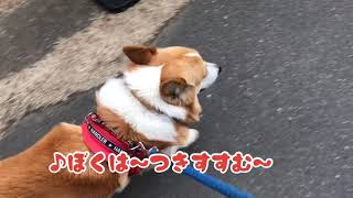 いつもの朝は何だか違って見えますね〜のコーギーさんの話