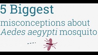 5 Myths of the Aedes aegypti mosquito