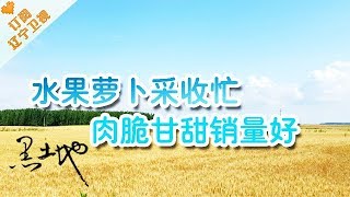 《黑土地》 20171210：水果萝卜采收忙，肉脆甘甜销量好