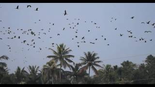 10000+ DARTER BIRDS FLYING!!!