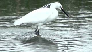 野鳥：コサギ (1)／Wild Birds: Little Egret (1)