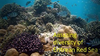 Biodiversity of the Eritrean Red Sea