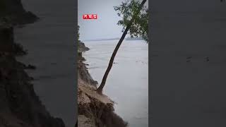 নদীর ভাঙনে গাছ নৌকায় পড়ে নিখোঁজ ১ #boat #rivererosion #shorts #somoytv