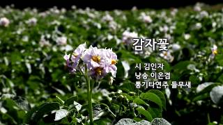 감자꽃 _ 詩김인자(낭송 이온겸)