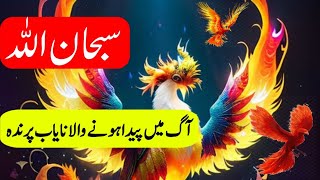 Phoenix bird in real life | Phoenix bird in Islam | سیمرغ پرندہ | Discovery Spin