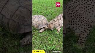 ചീറ്റയും ചങ്ങാതിയും; ഒരപൂർവ സൗഹ‍ൃദം | Cheetah and Tortoise | Soft video