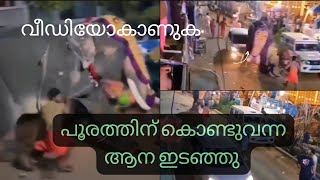 ആളുകൾ ഓടി രക്ഷപെട്ടു | പൂരത്തിന് ആന ഇടഞ്ഞു