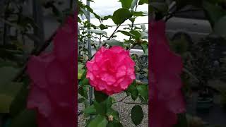 台中茶花camellia -  西楚霸王20190311