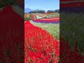 美瑛の四季彩の丘 📲2024 9 9 colorful flower field in shikisai no oka in hokkaido shorts 花の見どころ japan