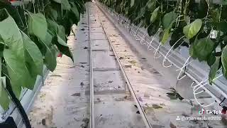 hydroponic capsicum farming