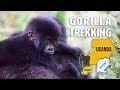 Gorilla Trekking in Uganda & Rwanda Webinar | Safari Travel Tips