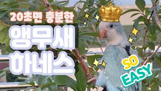 [마루] 20초 앵무새 하네스 착용법💙