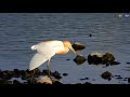 한국의 새 황로 cattle egret 여름철새