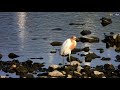 한국의 새 황로 cattle egret 여름철새