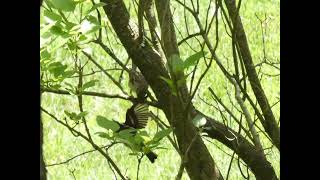 Playful Sparrows