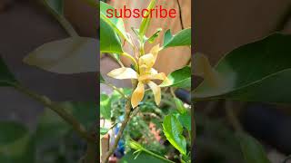 Shenbagam yellow colour flower #viral #trending #herbal #shorts