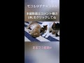 うさぎと猫、まるで３姉弟　【切り抜き動画】✨🐰💖😸😺💞😆 shorts