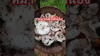 เก็บเห็ด🍄🍄หมานคัก