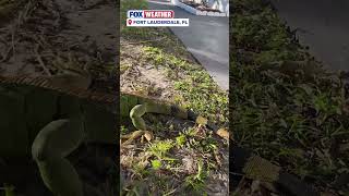 Cold Stunned Iguanas Plunging From Florida Trees As Arctic Air Invades Sunshine State #florida