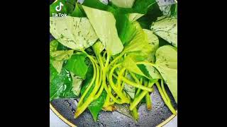 Fry green salad ឆាត្រួយដំលូងឈ្វាប្រេងខ្យង