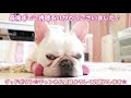 a dog that appeals by sticking its face to the door【frenchbulldog】