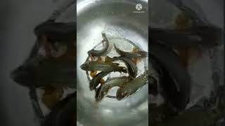 Fish 🐳🐋🐋# Short Video