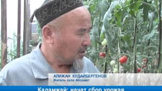 Кадамжай: начат сбор урожая