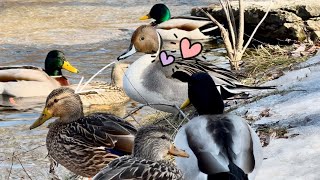 A lonely pintail falls in love with mallards マガモに恋する,ぼっちのオナガガモ