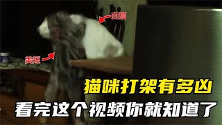 貓咪的之間的關係處理不好，也會跟人一樣不爽就打架