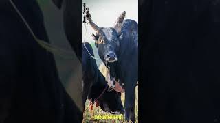 சோழ தேசத்தின் பொக்கிஷம் உம்பளச்சேரி காளை | Chola Desam Umbalacherry Bull