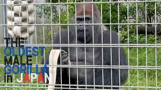 Taro, the Oldest Male Gorilla in Japan, Eats Breakfast | Japan Monkey Centre